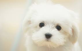 white_puppy.jpg